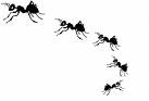 homemade ant killer