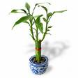 bamboo plant